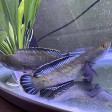 巴卡雷龙鱼黄金眼镜蛇雷鱼巴卡雷龙鱼苗高端进口雷龙鱼淡水好养活