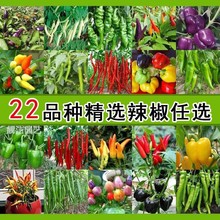 多品种【七彩辣椒种子】四季辣椒线椒指天椒农家蔬菜阳台盆栽易种