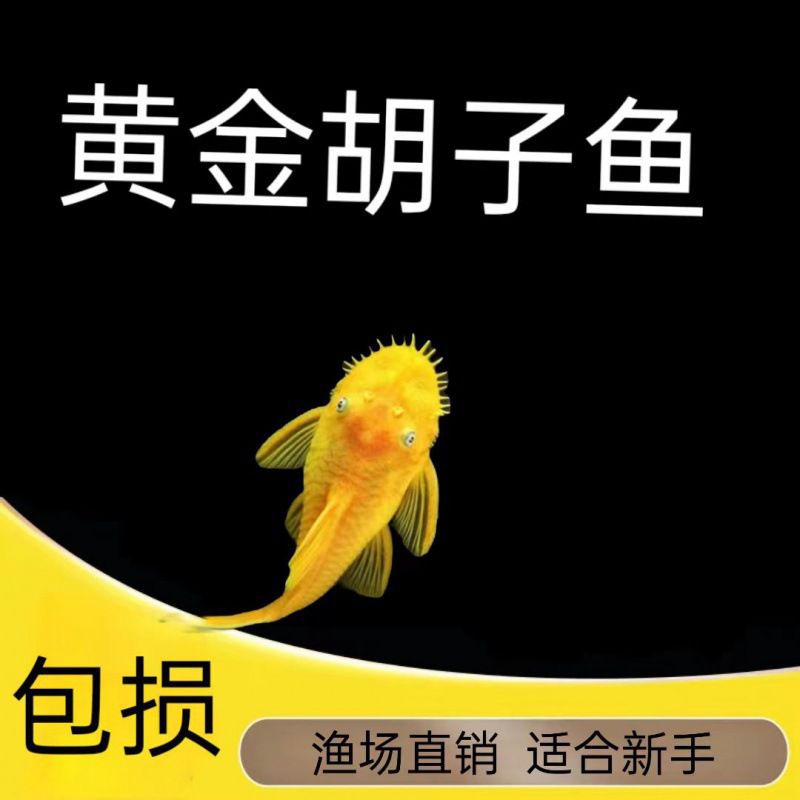 黄金胡子鱼苗红眼蓝眼清洁鱼擦玻璃除藻去青苔好养耐活-阿里巴巴