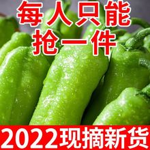 【批发】辣椒现摘新鲜农家自种薄皮青椒虎皮椒皱皮山东蔬菜5斤