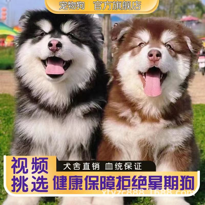 双血统阿拉斯加幼犬大型犬红棕灰桃阿拉斯加雪橇犬宠物狗狗-阿里巴巴