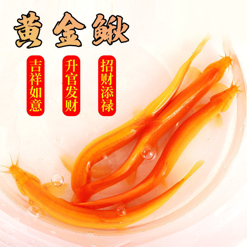 泥鳅黄金观赏鱼冷水活体耐养小金龙发财鱼鱼清洁鱼清道夫鱼苗跨境
