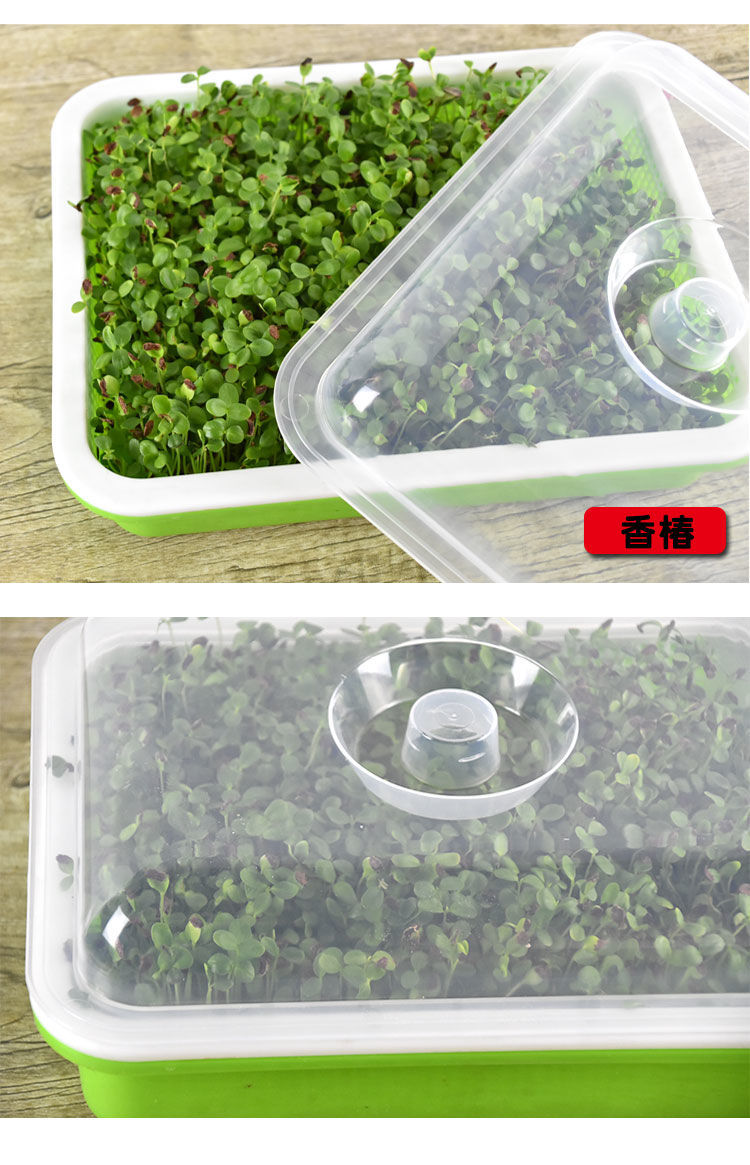 芽苗菜育苗盘托盘无土栽培水培蔬菜发芽盆家用豆苗设备豆芽种植盆