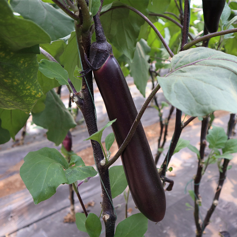 华农紫黑长茄种子盆栽紫红长茄种子黑贵人庭院大棚种植菜籽茄子
