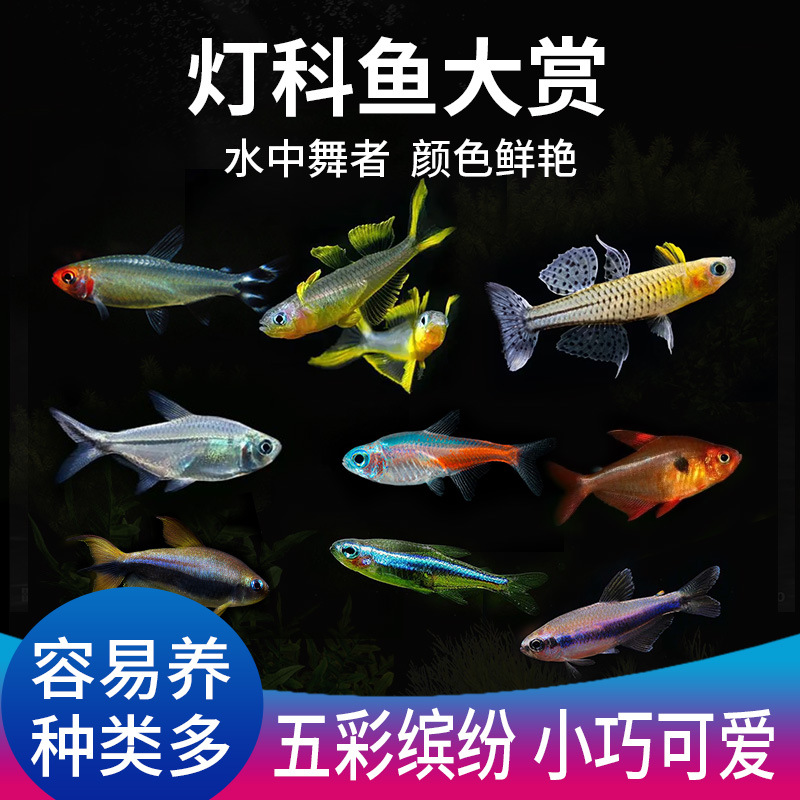黑尾大勾鱼热带灯科鱼观赏鱼小型巴西宝莲灯活鱼淡水鱼苗红绿灯-阿里