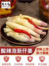 四川泡姜嫩姜芽商用泡仔姜腌制酸姜泡菜泡辣椒酸脆子姜泡椒生姜牙