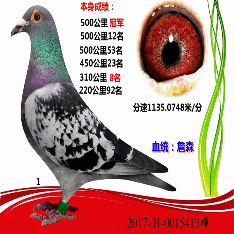 信鸽 成绩鸽 天落鸟 国血信鸽鸽种鸽 公棚信鸽