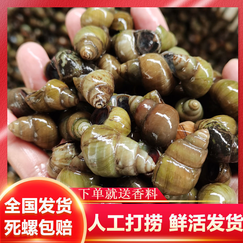 田螺鲜活淡水螺蛳包活精洗吐沙去尾无泥螺新鲜螺丝肉活田螺批发