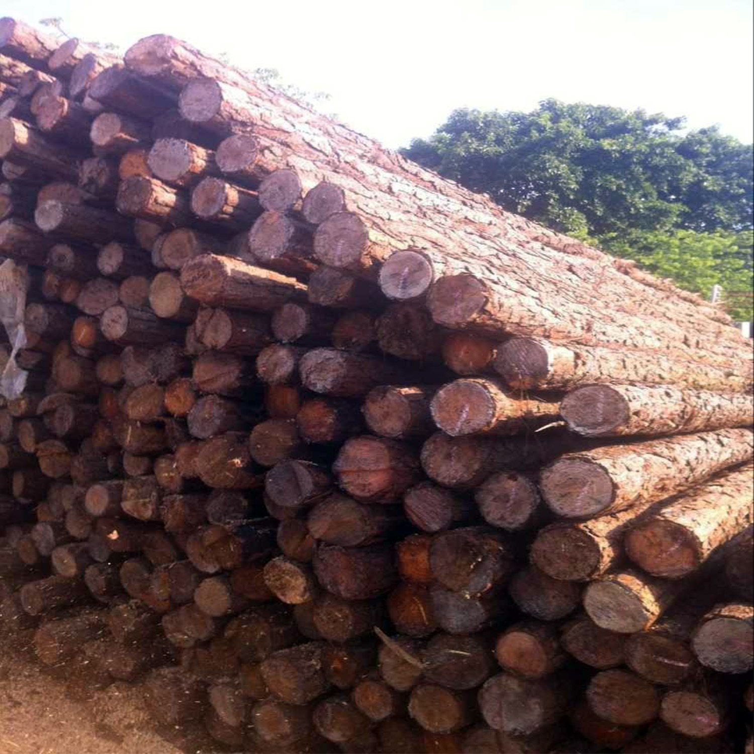 松木桩批发6米松木桩1217cm直径六米松木桩批发打桩木