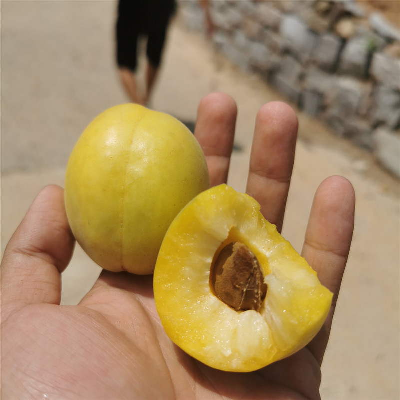 荷兰香蜜杏树苗基地 出售1-2-3公分香蜜杏苗 适合南北方种植杏树