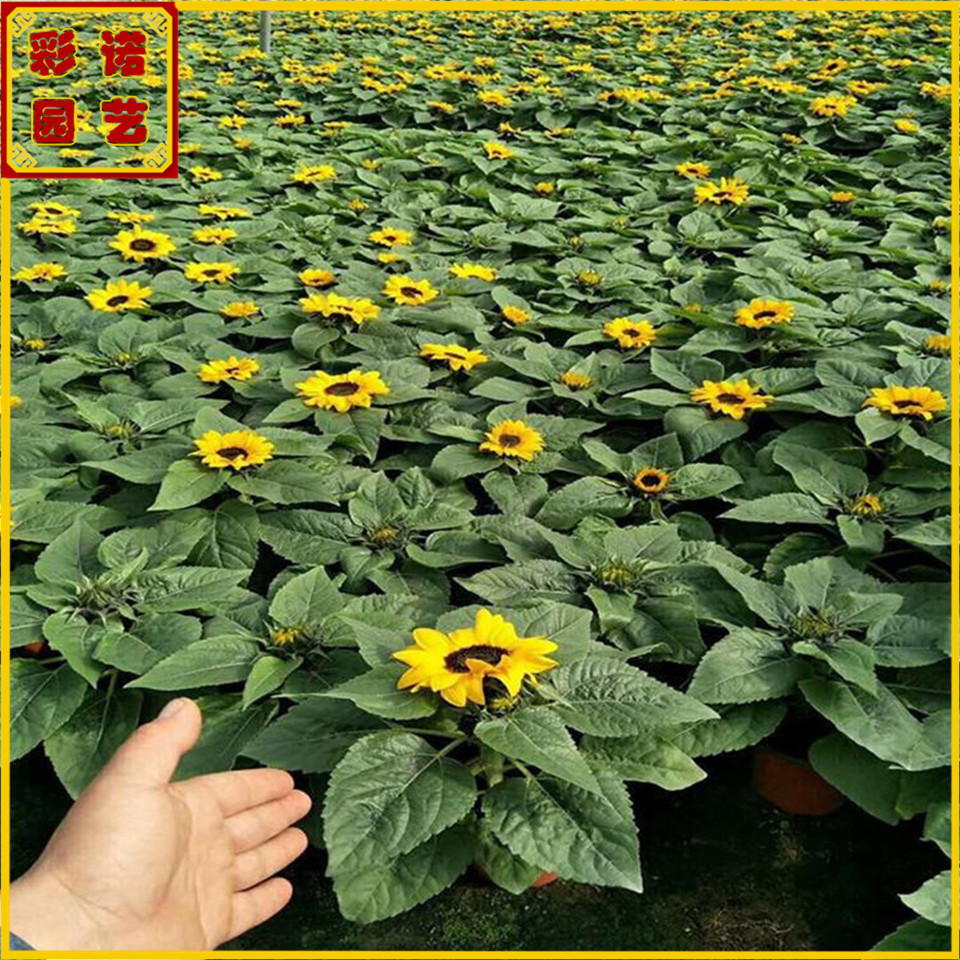 1成交0盆批发向日葵花苗 市政绿化工程向日葵种植基地 草花批发价相似