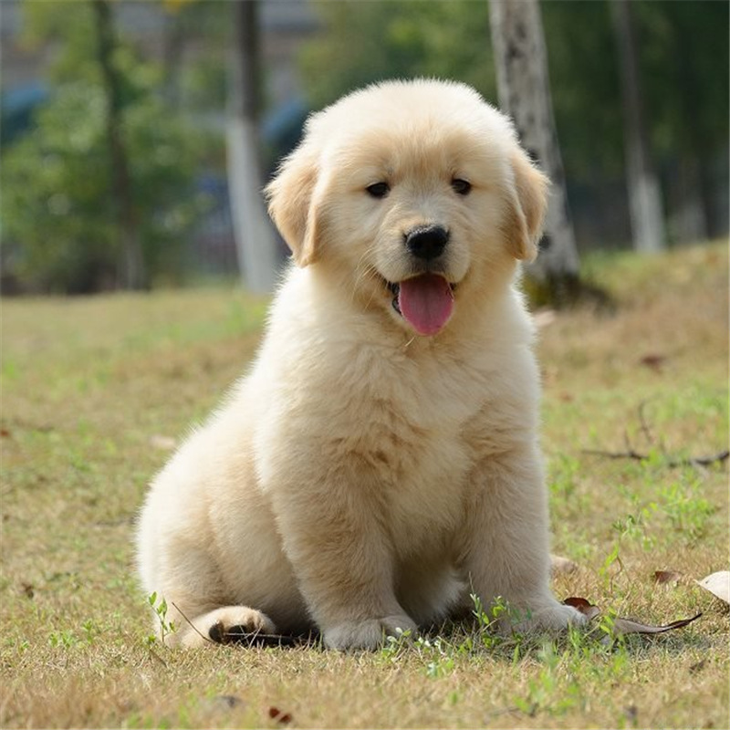 出售金毛犬活体幼犬宠物犬狗狗活体大头版大骨架疫苗齐全纯种健康