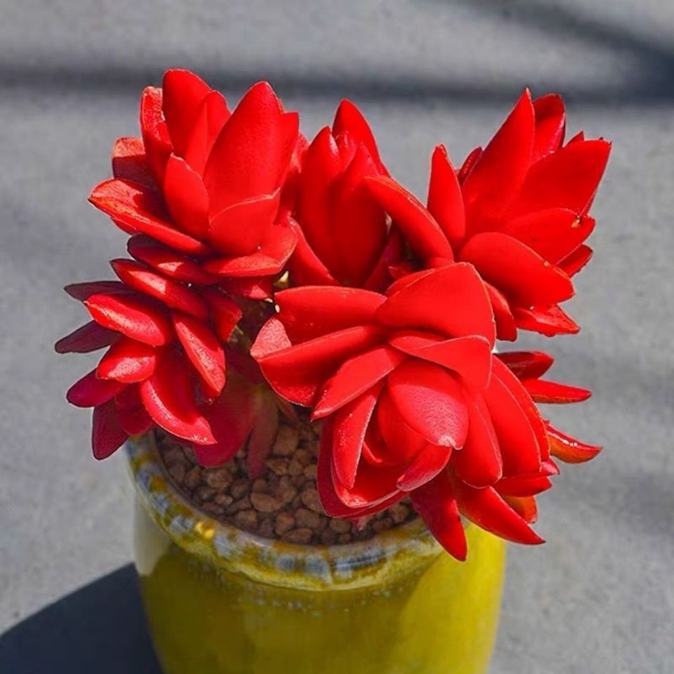 火祭老桩群生多头多肉植物红色肉肉植物盆栽组合室内奇趣迷你盆栽