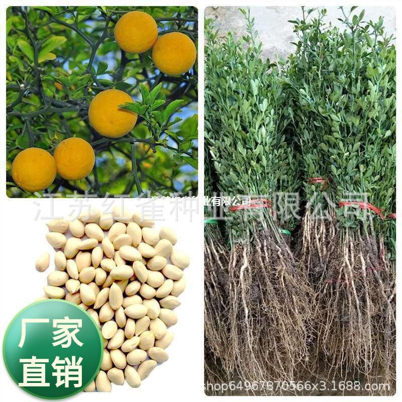 柑橘种子枳壳种子枸橘种子橘嫁接柑橘树种子种籽四季篱笆围墙