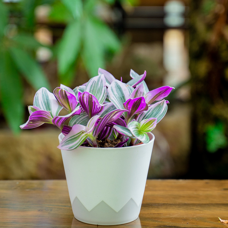 油画婚礼吊兰锦绣球花鸡冠花玛格丽特盆栽带花带花苞原盆原土