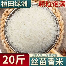 2023年当季晚稻丝苗长粒香米新米米茉米大米猫牙油粘米