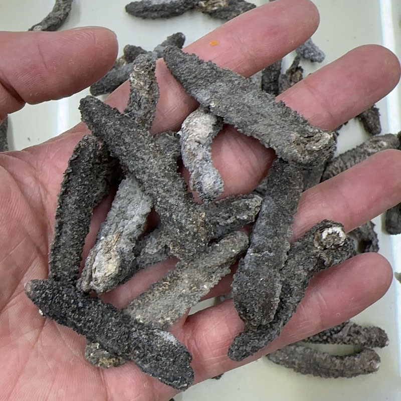 刺秃参淡干海参印尼小刺秃公小黑刺海参干货500克批发小米预制厂