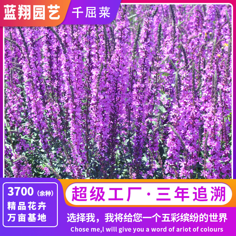 厂家直销千屈菜种子水生植物宿根花卉花海批发价水柳种籽苗圃直销