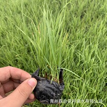 基地供应狼尾草观赏草花狼尾草易栽培绿化效果快狼尾草