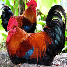 00成交0笔青脚黑瑶鸡种蛋孵化蛋麻鸡受精蛋九斤黄k9种蛋土鸡蛋可孵化