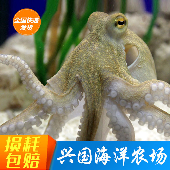 售立即订购加入进货单买家服务支付方式章鱼是海水宠物,淡水不能饲养