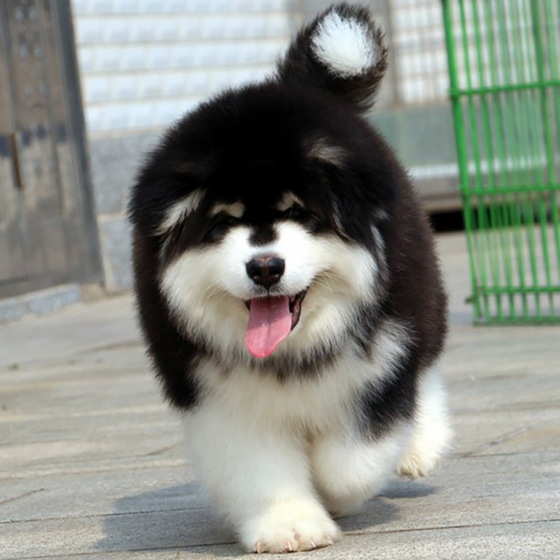 阿拉斯加幼犬纯种阿拉斯加犬活体黑红色灰桃阿拉斯加雪橇犬宠物狗