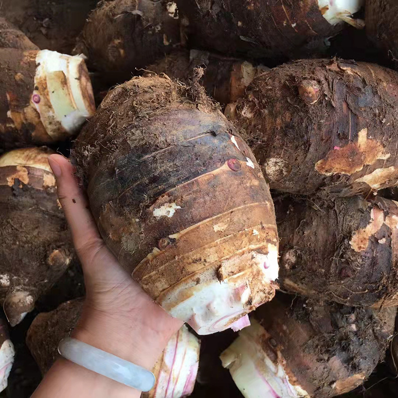 新鲜广西荔浦芋头9/5/2斤大芋头粉糯香芋农家红牙毛芋一件代发