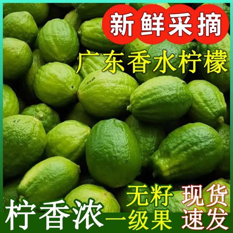 广东香水柠檬商用9斤1奶茶店专用新鲜现摘应季水果跨境批发速卖通