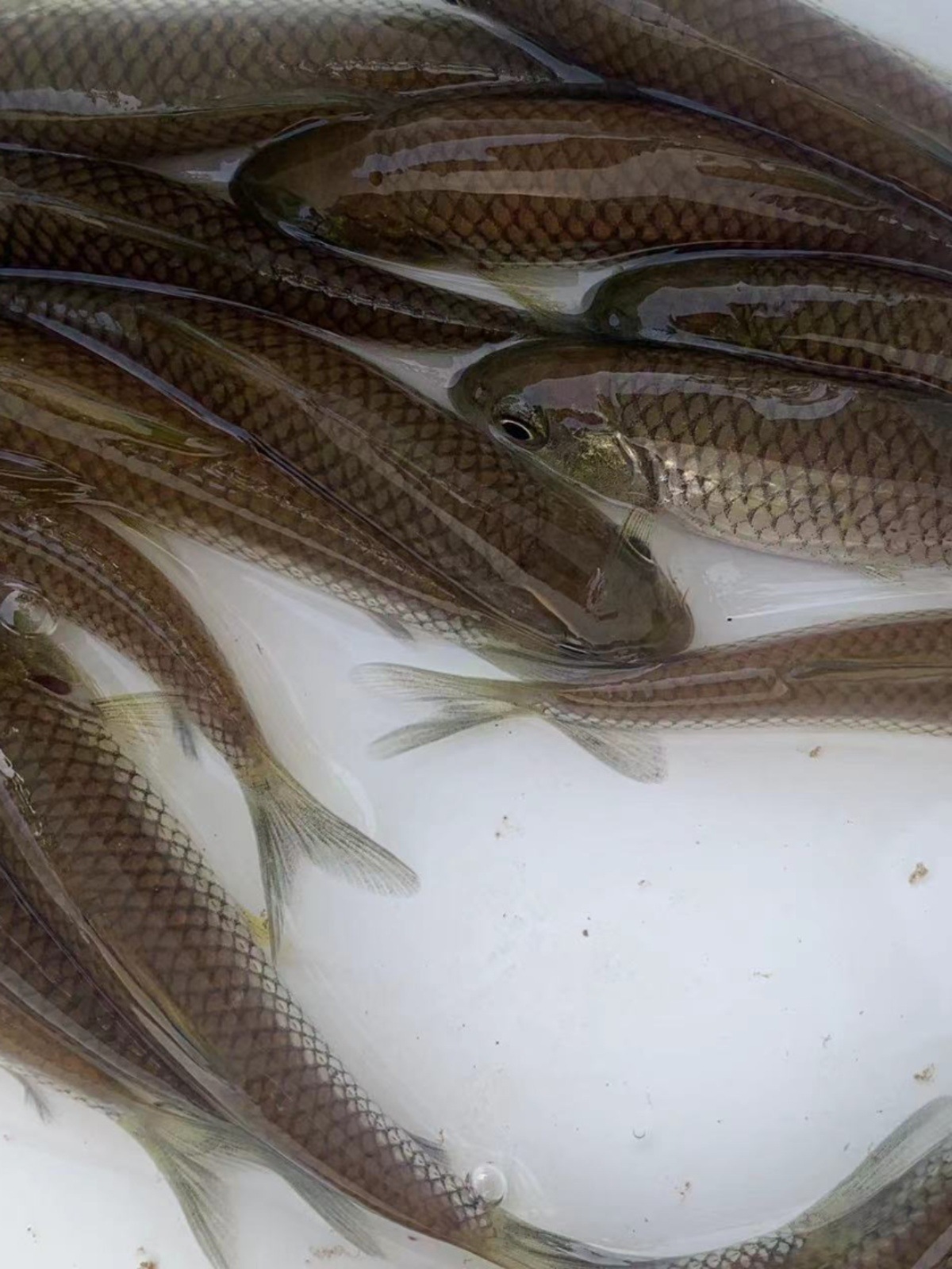 淡水养殖基地特大草鱼苗28厘米半斤花鲢幼鱼苗重庆永川水花鱼其他