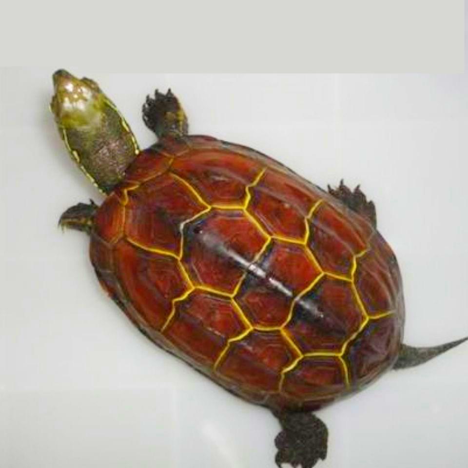 红壳招财金线龟外塘苏北草龟小乌龟宠物深水鱼缸混养龟情侣龟苗水