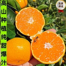 临海正宗涌泉蜜桔新鲜无核薄皮橘子当季水果现摘现发10斤装