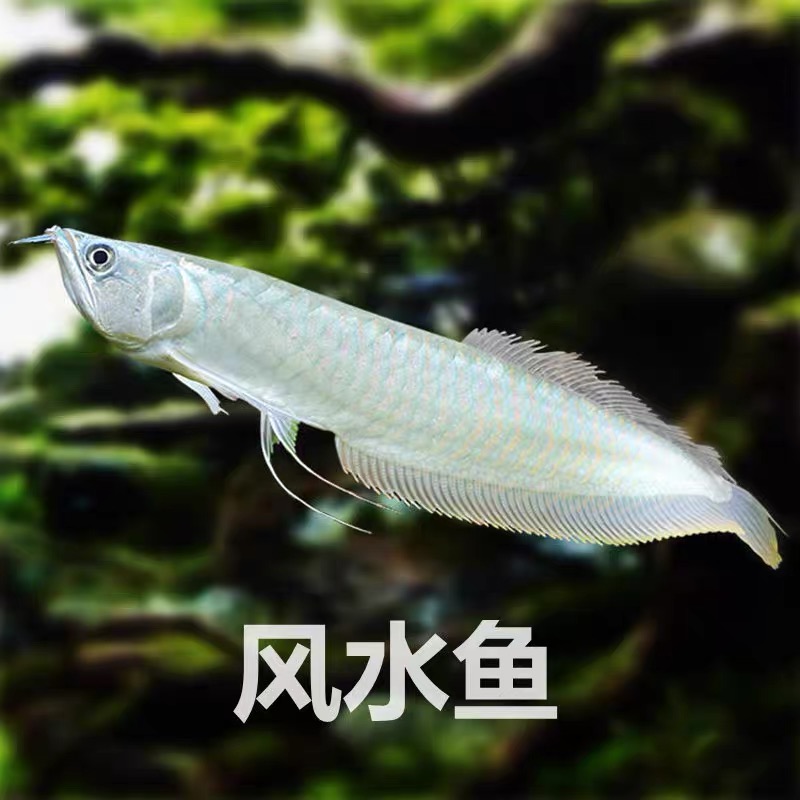 银龙鱼活体 七彩银龙 风水鱼 中大型鱼 观赏鱼 热带鱼 运输 包活