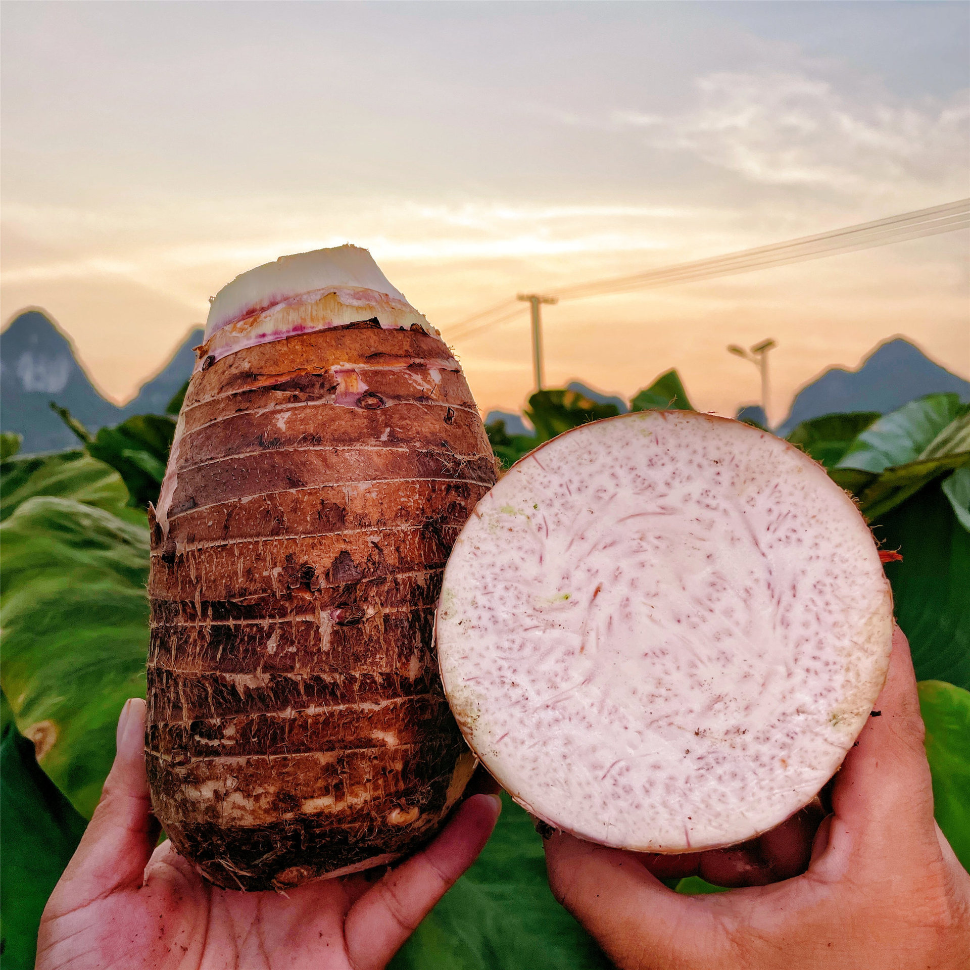 广西荔浦芋头新鲜广西芋头一件代发荔浦芋头批发粉糯香