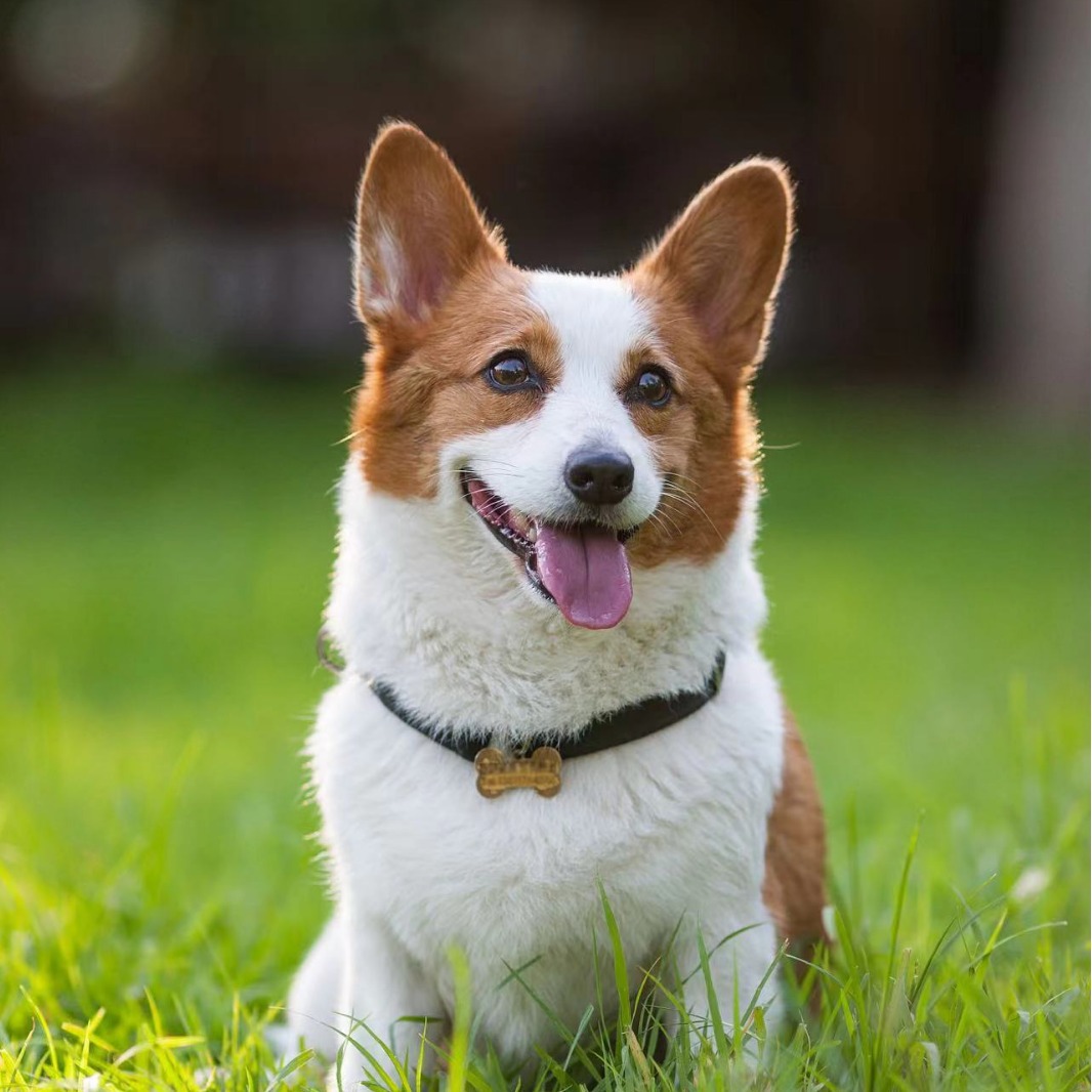 纯种柯基犬幼犬活体马犬威尔士短腿小型犬双色家养宠物狗-阿里巴巴