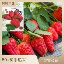 批发奶油草莓种子籽四季室内室外盆栽庭院四季水果种子公司
