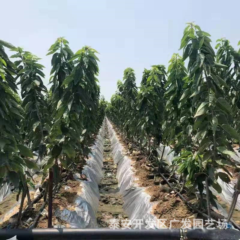 樱桃苗基地 岱红樱桃樱桃苗 当年结果红灯樱桃苗 一根棍大樱桃树