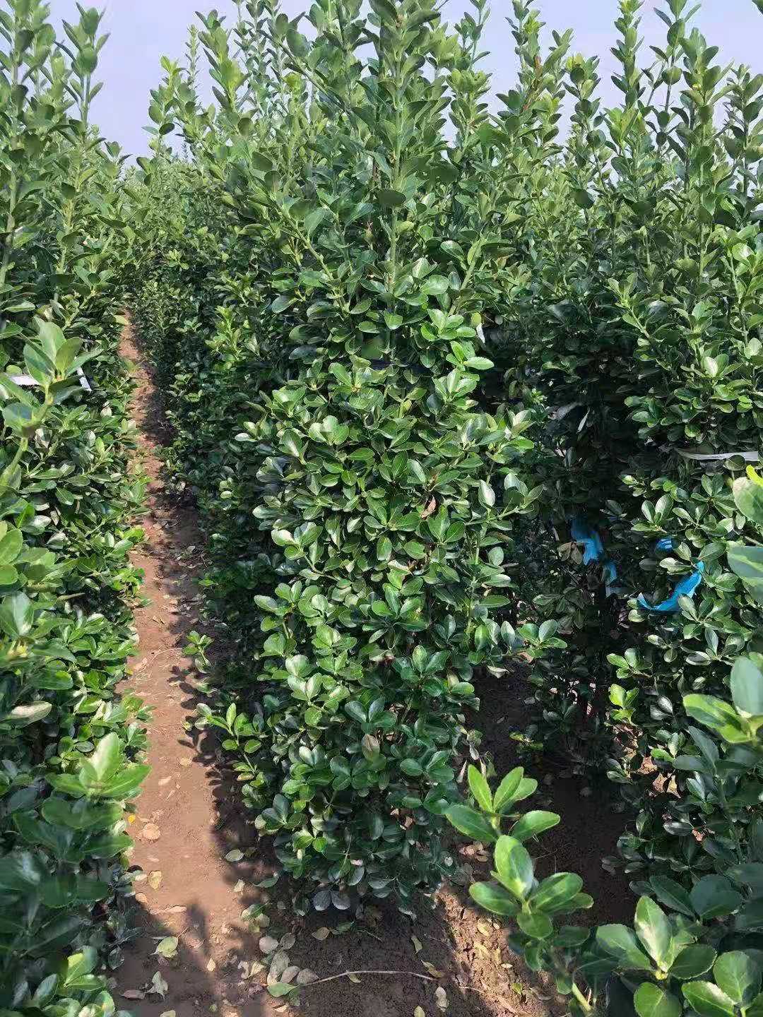 大叶黄杨萧山基地大叶黄杨绿篱大叶黄杨球各种规格