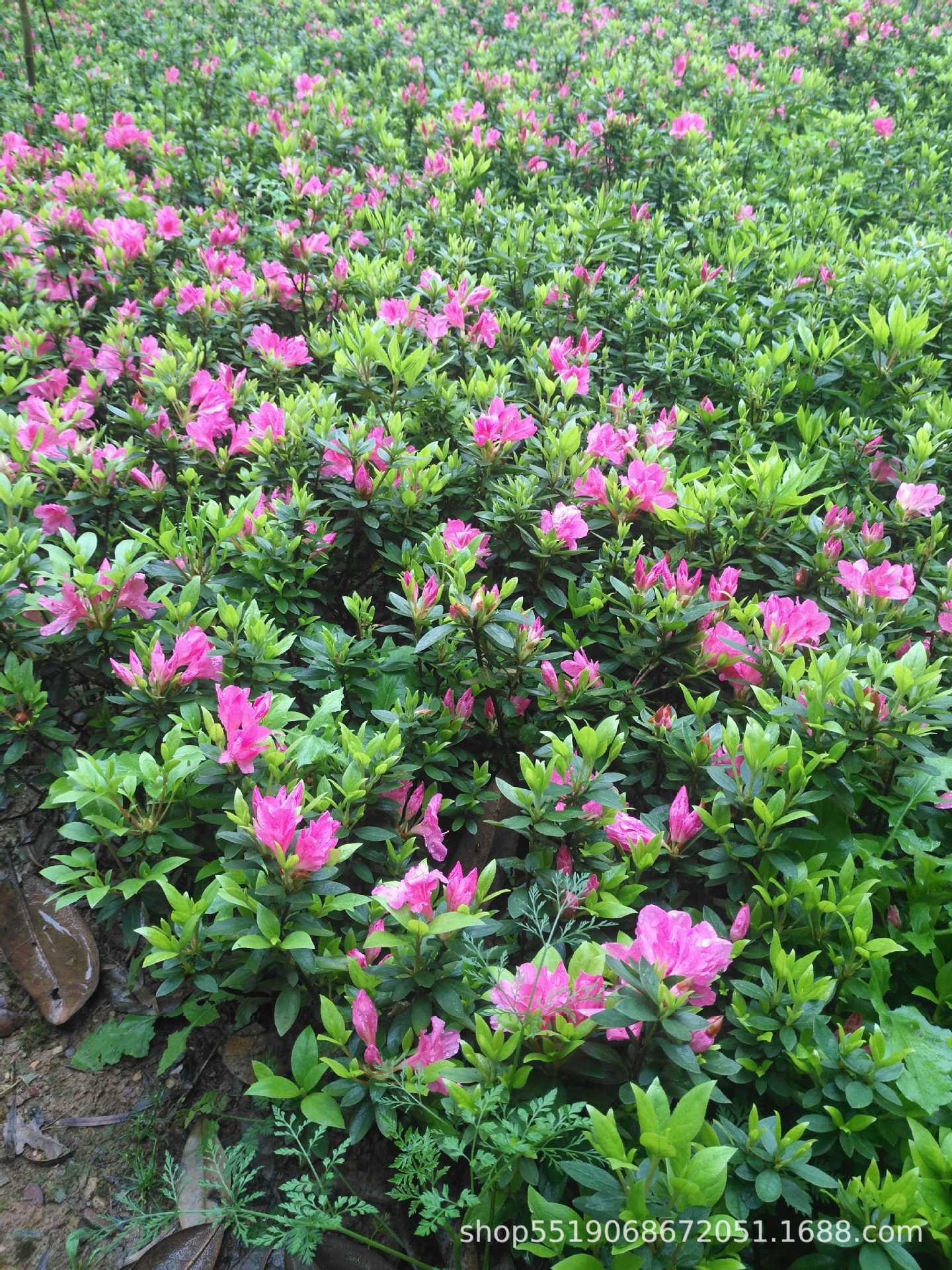 低价供应比利时杜鹃春娟夏娟紫鹃地栽苗园林绿化色块小苗