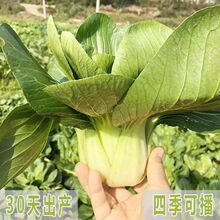 【上海青种子】 原种小青菜小白菜束腰大头高产四季鸡毛菜蔬菜