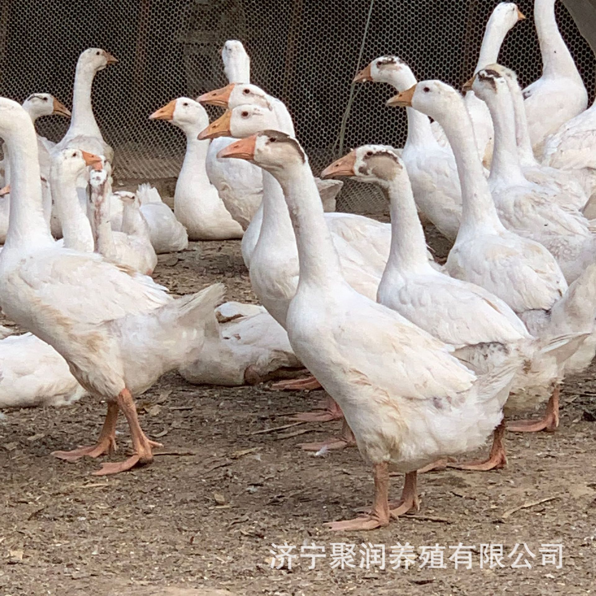 山东大型孵化场出售大种白狮头鹅苗 三花鹅苗 白鹅苗活体批发价格