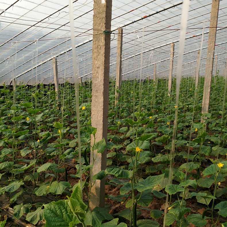 大棚夹子蔬菜吊蔓绳吊秧绳绑蔓绑扎塑料绳黄瓜番茄辣椒抗老化吊绳