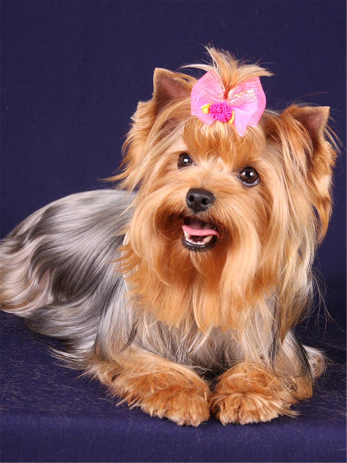 长毛狗红色蝴蝶结约克夏梗 约克郡梗 约瑟犬小狗钻石画