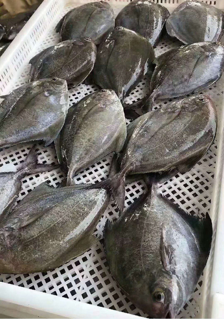 2斤包邮黑鲳鱼乌鲳鱼灰鲳海鲜大鲳鱼新鲜海捕海鱼海鲜水产