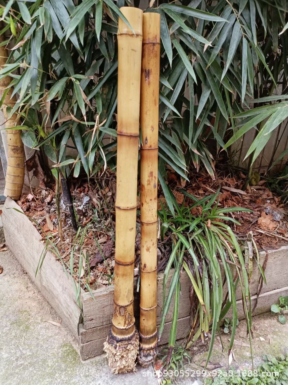 植物桂竹