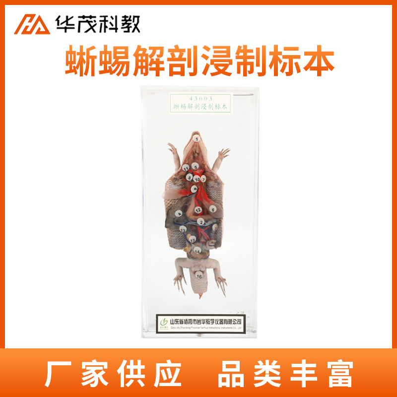 蜥蜴解剖浸制标本初中生物教具教学仪器生物模型实验器材