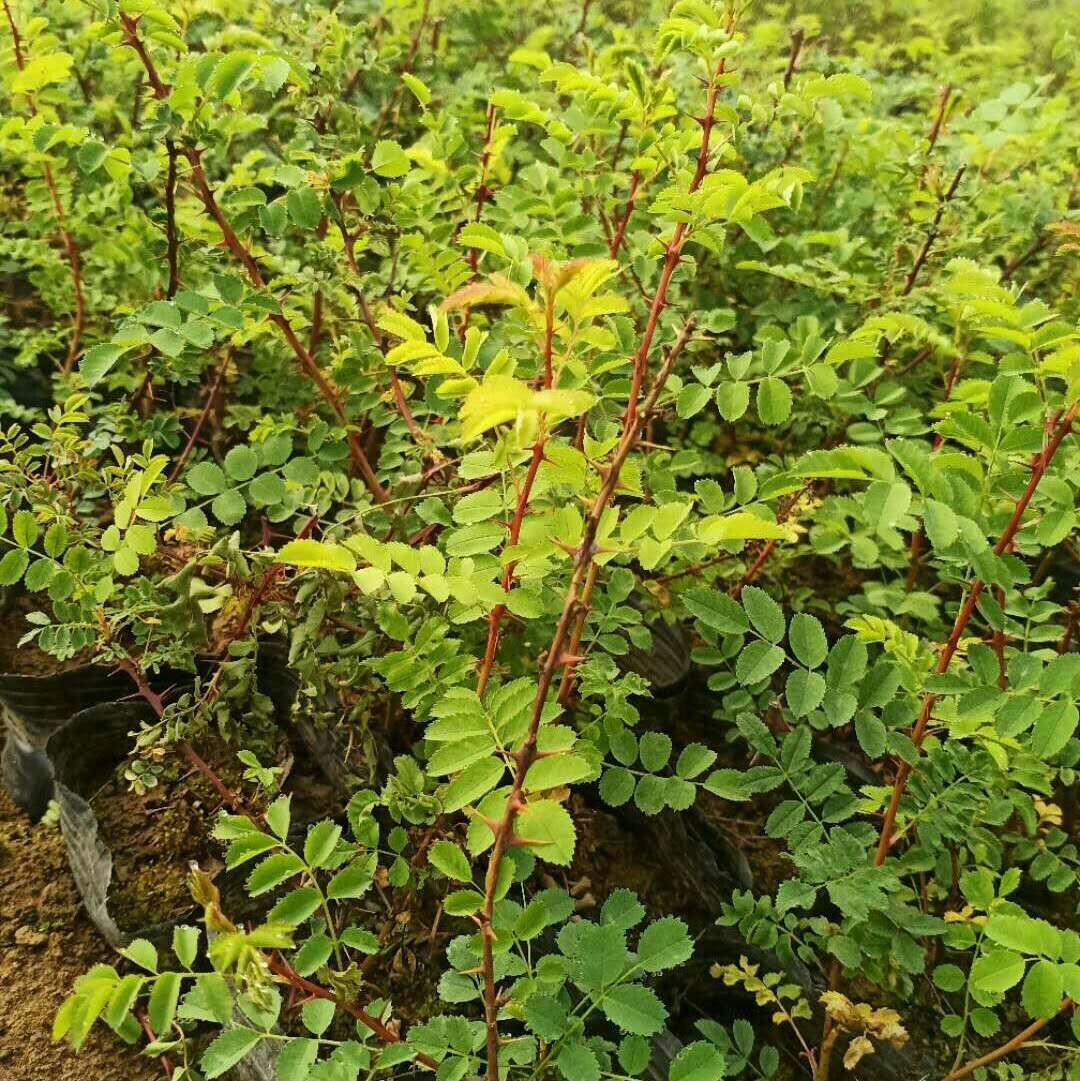 批发出售各规格营养杯黄刺玫苗-阿里巴巴