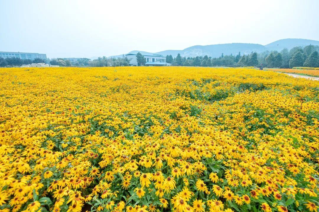批发黑心菊种子 多年生观赏黑心菊 道路 景观花海等种植
