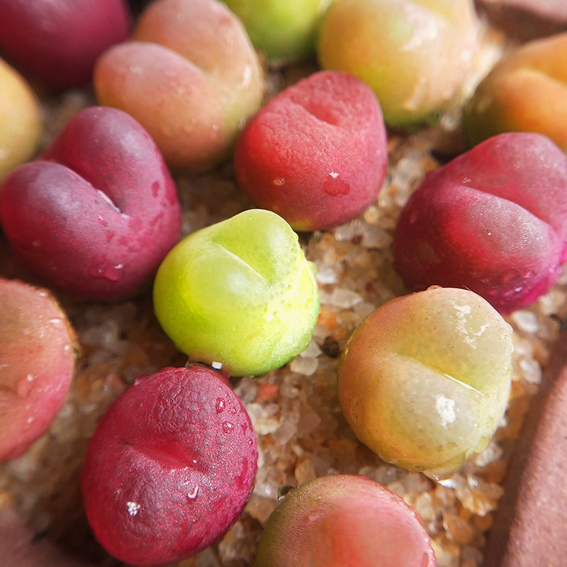 生石花多肉植物彩色毛汉尼桌面绿植盆栽番杏肉锥屁屁花pp新手套餐