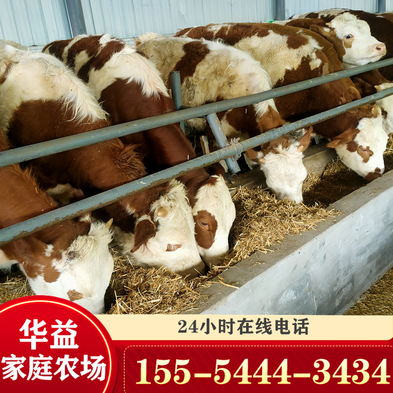 出售夏洛莱牛 黄牛犊 小牛犊 牛苗 四川西门塔尔牛行情-阿里巴巴