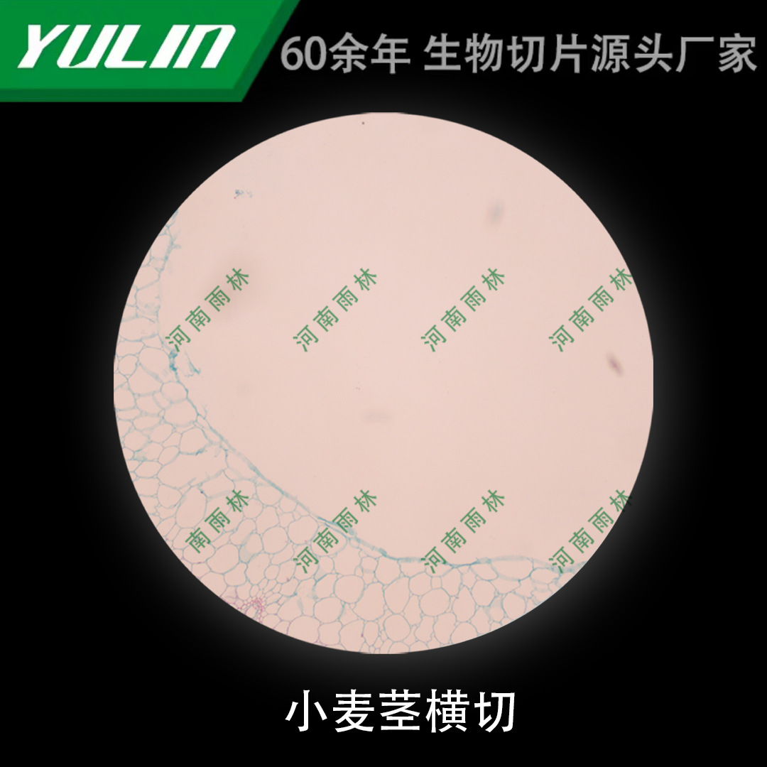 小麦茎横切微生物标本显微镜生物切片高校教学实验仪器科研玻片